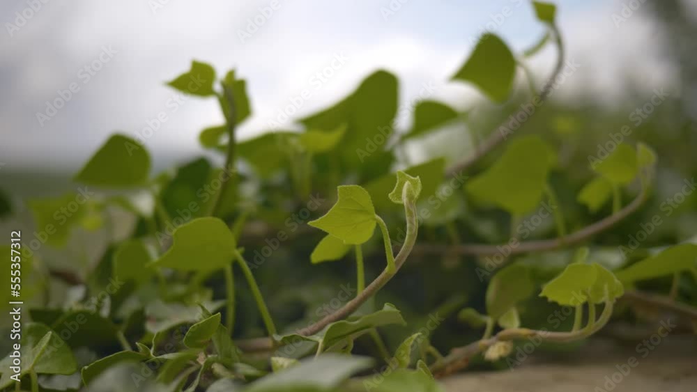 Green ivy leaves tremble in the wind against a blurred sky background
