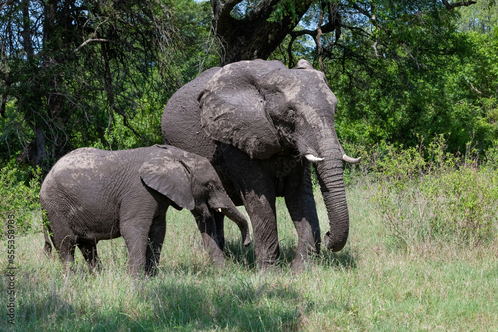 mother and baby African Elephants in the Kruger national park