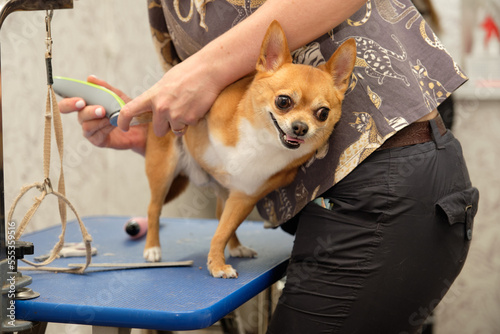 Funny chihuahua during dog care procedures