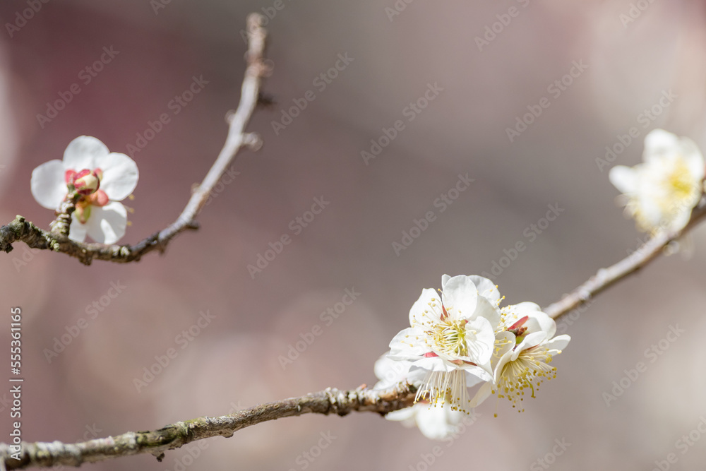梅の花