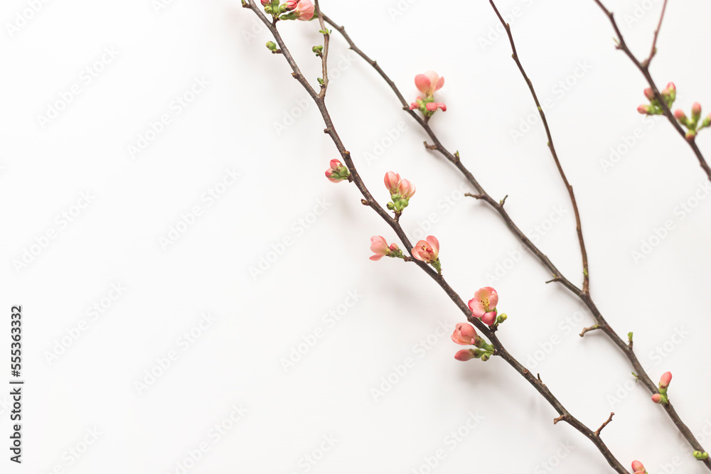 Spring blooming quince branch on the white background. Copy space Spring blooming quince branch on the white background. Copy space
