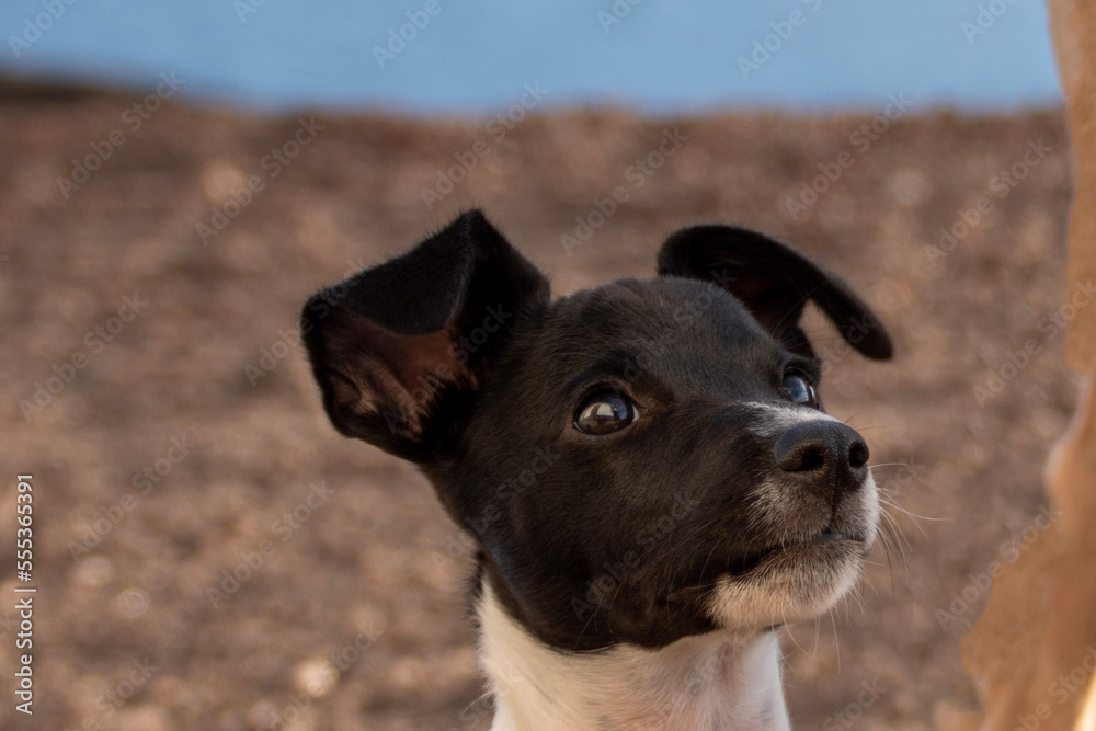 portrait of a dog bodeguero