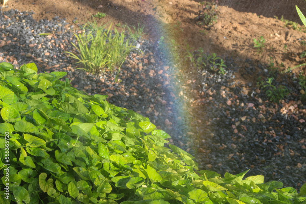 Beautiful Rainbow Shining Over A Dried Stream In A Field With Bushes On The Side
