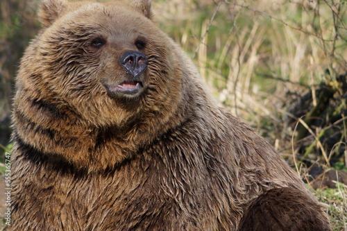 Wallpaper Mural Eurasian Brown Bear Torontodigital.ca