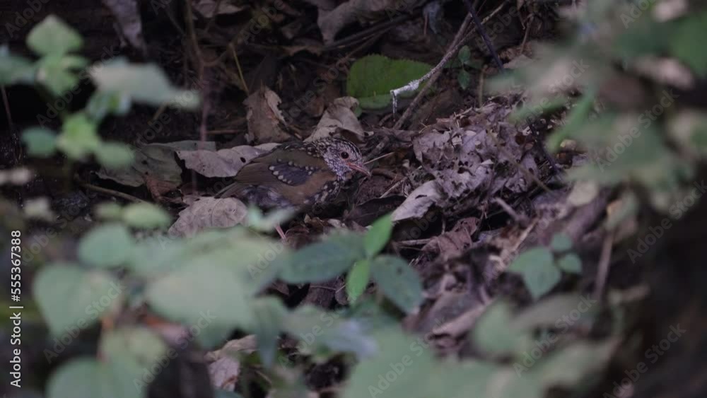 Baby Blue-naped Pitta. Scientific Name : Pitta nipalensis  in the forest of Si Satchanalai Park Sukhothai Province Thailand.