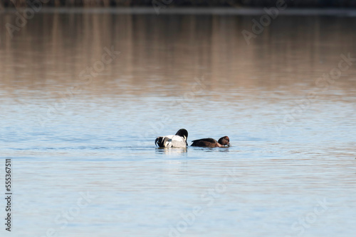 White-eyed pochard chased by falcated teal