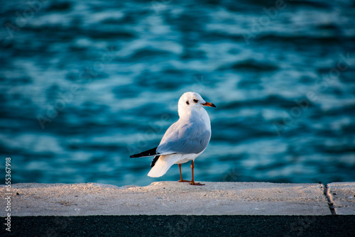 Seagull on the Pier