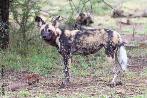 Konstfotografi standing African painted dog Lycaon pictus