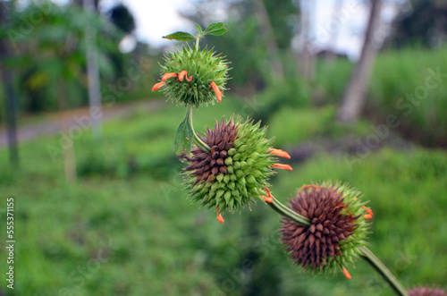 Leonotis nepetifolia berbuah berwarna hijau dan coklat. Tandannya berbentuk bulat yang tersusun pada satu batang pohon. photo