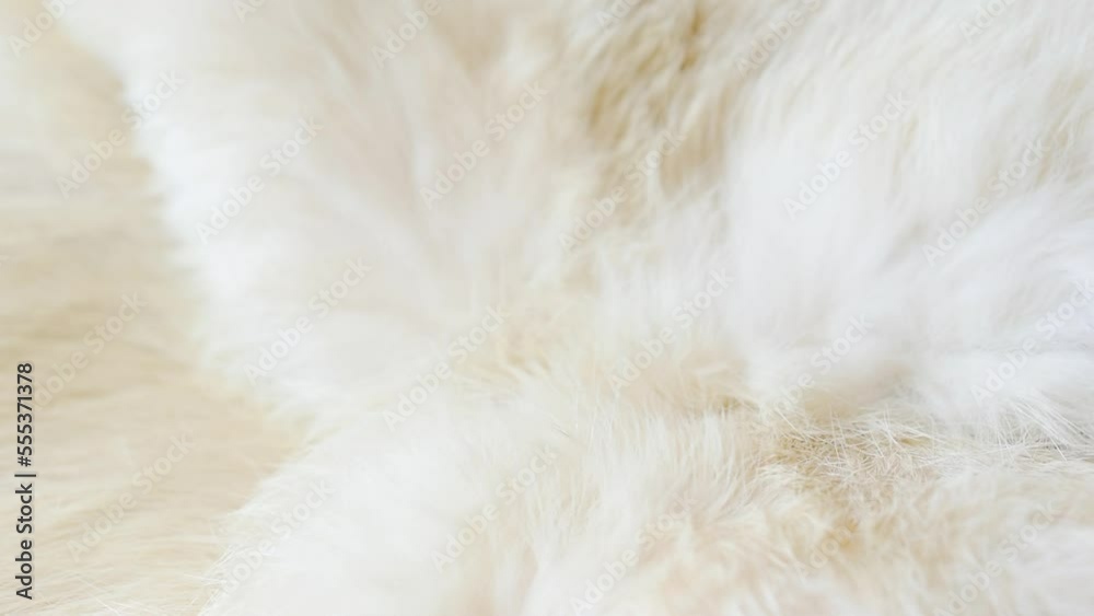 White wool texture, abstract fur background