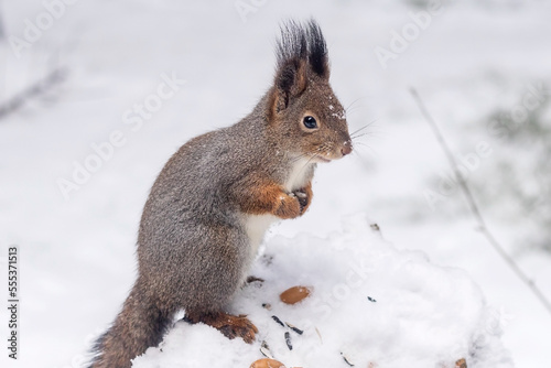 A fluffy squirrel in a winter forest sits on a white clean snowdrift.