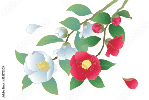 縁起物、紅白の椿のイラスト素材