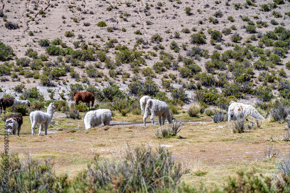 Llama in the mountains in the nature of South America