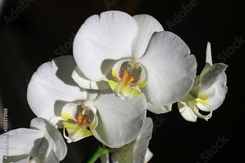 A young orchid with white petals