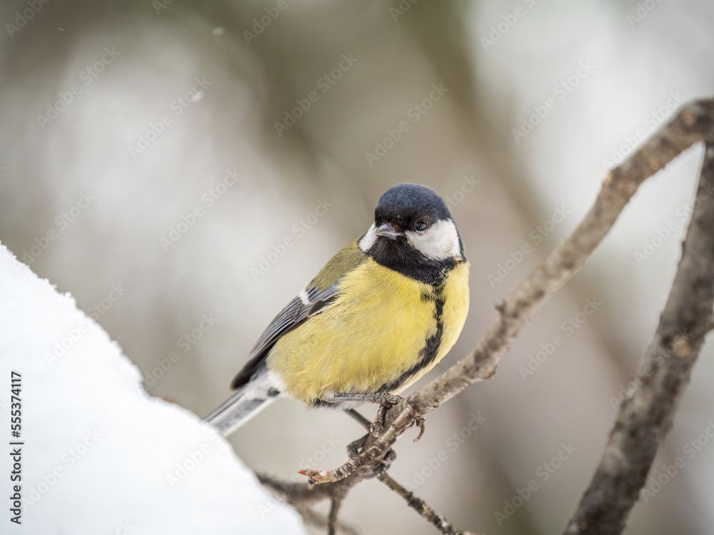 Obraz premium Cute bird Great tit, songbird sitting on a branch without leaves in the autumn or winter.