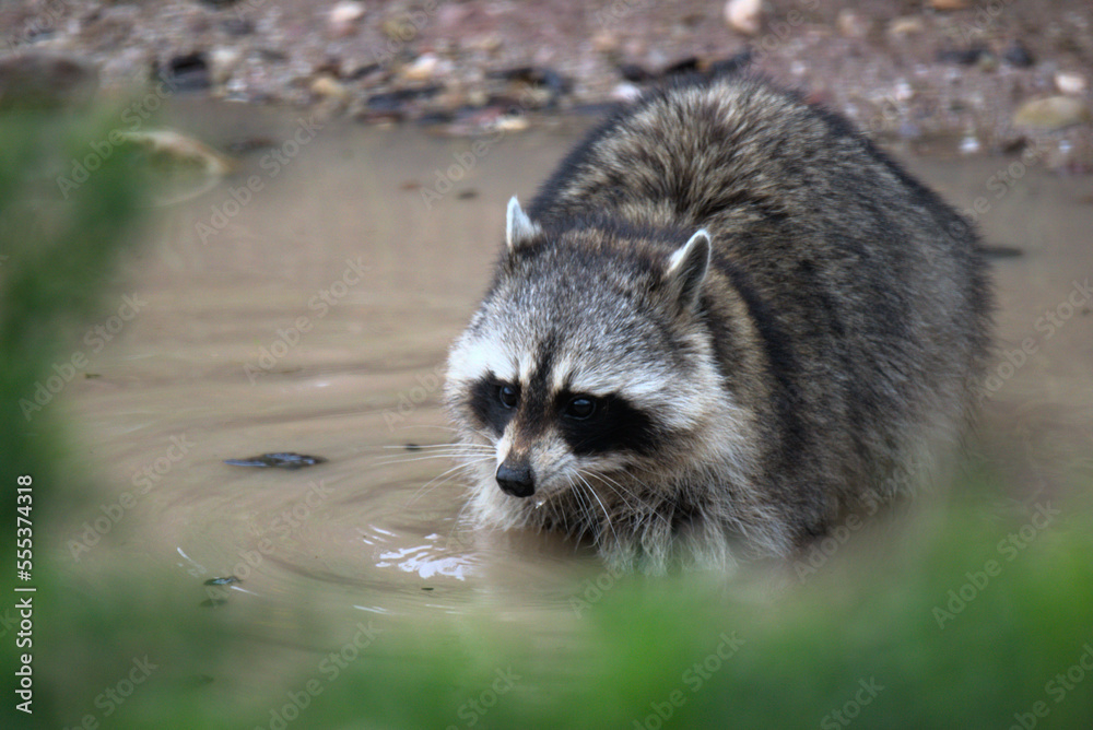 Raton laveur commun (Procyon lotor) Raton laveur commun (Procyon lotor)