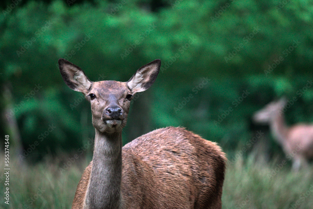 Fototapeta premium Cerf élaphe femelle (Cervus elaphus) - Biche