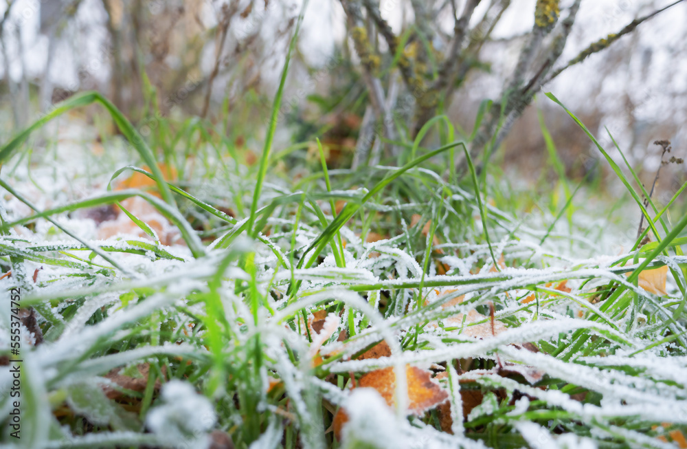Close-up green grass and plants covered with frost, snow. Frosty winter day. Close-up green grass and plants covered with frost, snow. Frosty winter day.