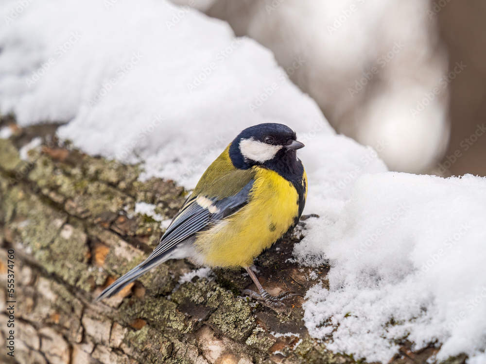 Naklejka premium A tit is looking for food on a tree trunk.