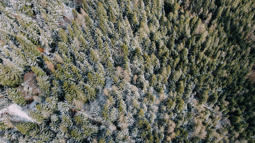 Aerial high angle view of green coniferous forest covered with snow. Winter landscape with evergreen trees, view from above. Abstract natural background.