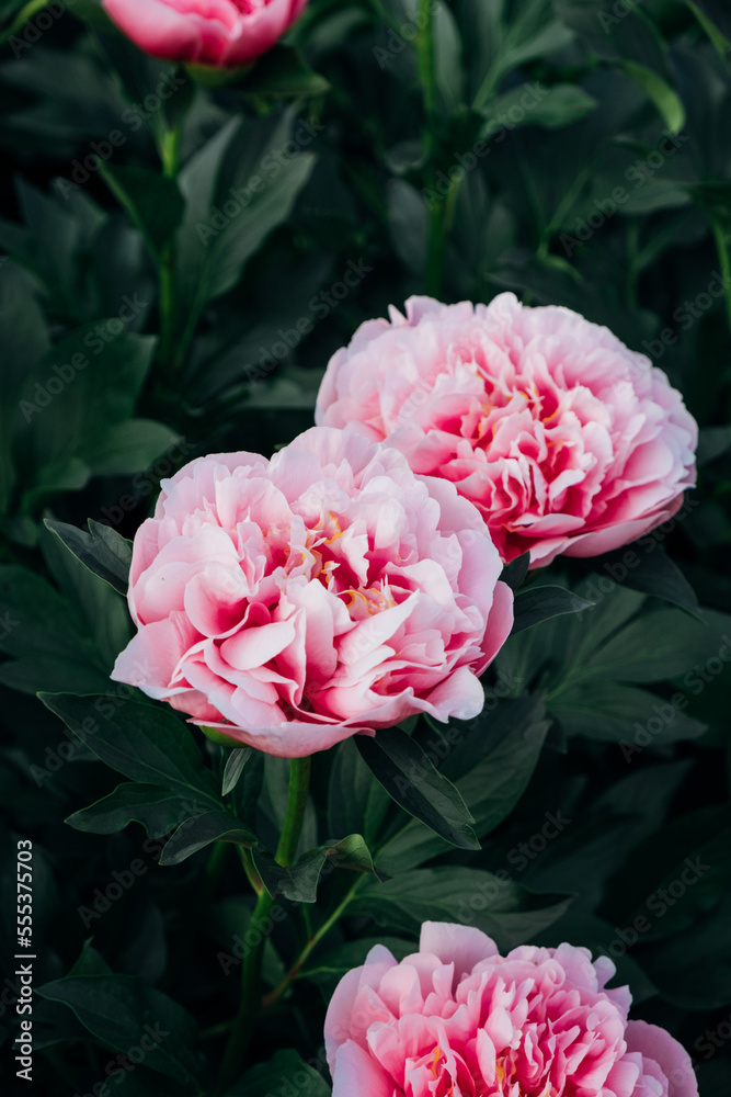 Beautiful fresh pink peony flowers in full bloom in the garden against dark green leaves, close up. Summer natural floral background. Beautiful fresh pink peony flowers in full bloom in the garden against dark green leaves, close up. Summer natural floral background.