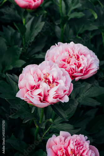 Fototapeta Naklejka Na Ścianę i Meble -  Beautiful fresh pink peony flowers in full bloom in the garden against dark green leaves, close up. Summer natural floral background.