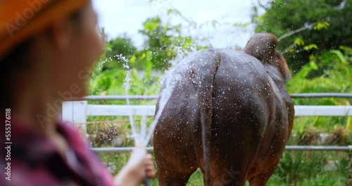 Selective focus, Asian Beautiful cowherd wearing plaid shirt and jeans with straw hat enjoying the water spray to bathing the cow with a water hose in cattle farm