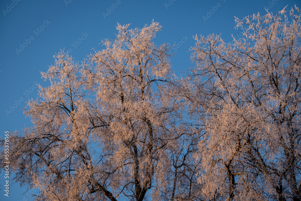 Top trees covered with snow against the blue sky, frozen trees in the forest sky background, tree branches covered hoarfrost with white snow, winter morning in the mountains, snow-covered branches Top trees covered with snow against the blue sky, frozen trees in the forest sky background, tree branches covered hoarfrost with white snow, winter morning in the mountains, snow-covered branches