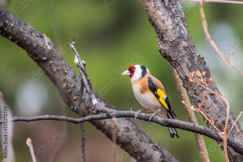 The European goldfinch or simply the goldfinch, Carduelis carduelis, sits on a branch in spring on green background. The European goldfinch in wildlife. © Dmitrii Potashkin