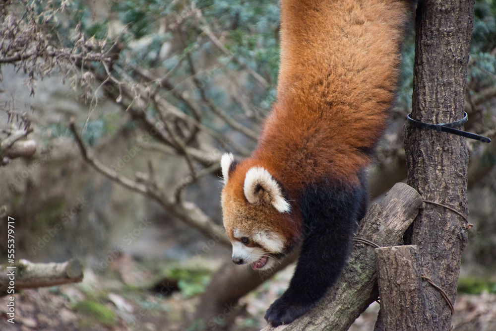 Fototapeta premium レッサーパンダ