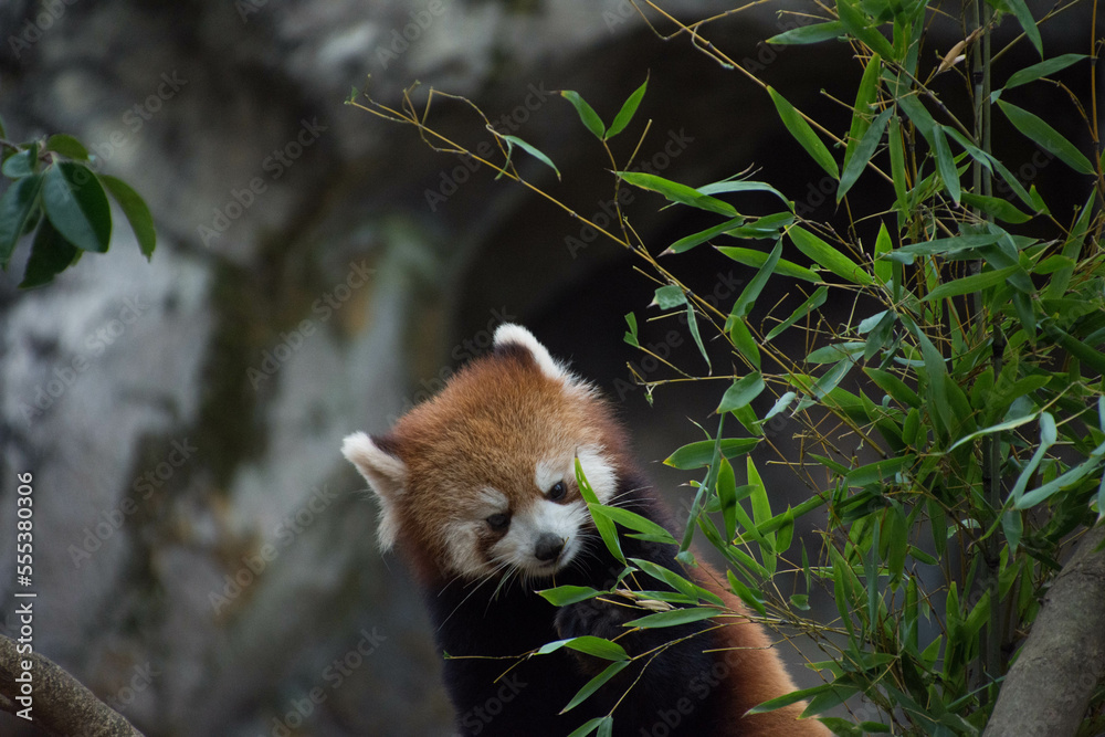 Naklejka premium レッサーパンダ