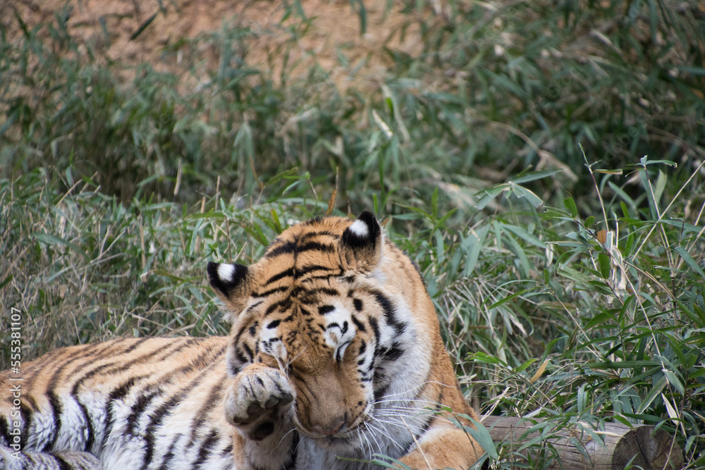 Fototapeta premium アムールトラ