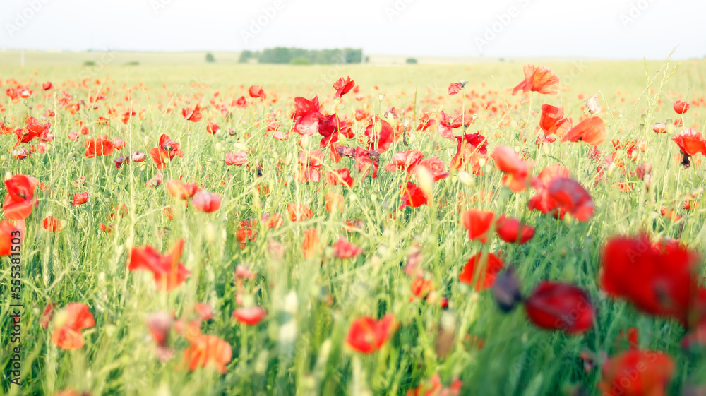 Fototapeta premium Papaveri, Italia