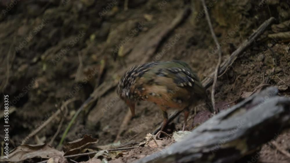 Baby Blue-naped Pitta. Scientific Name : Pitta nipalensis in the forest of Si Satchanalai Park Sukhothai Province Thailand. Baby Blue-naped Pitta. Scientific Name : Pitta nipalensis in the forest of Si Satchanalai Park Sukhothai Province Thailand.