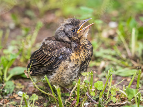 A fieldfare chick, Turdus pilaris, has left the nest and sitting on the spring lawn. A fieldfare chick sits on the ground and waits for food from its parents.