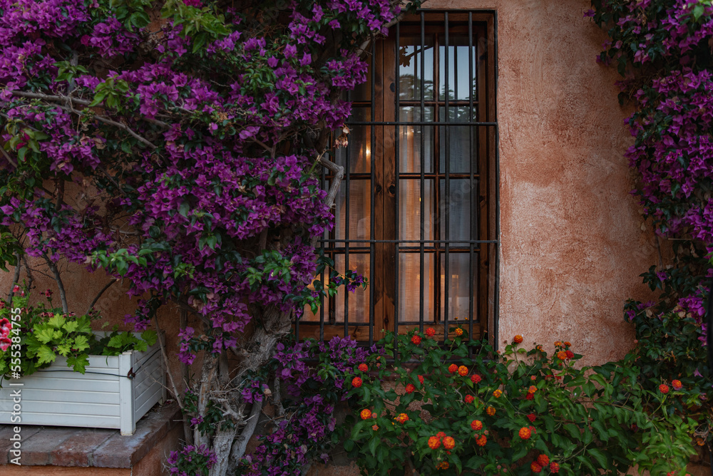 The window of the house with the lights on is all in blooming plants The window of the house with the lights on is all in blooming plants