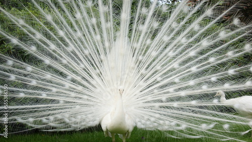 Ruota pavone bianco