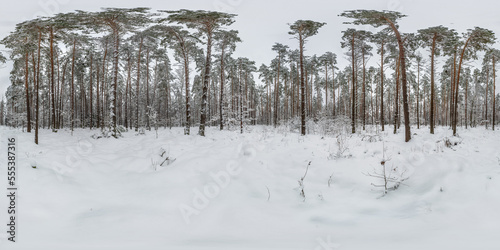 winter full spherical hdri 360 panorama view on path in snowy pinery forest in equirectangular projection. VR AR content.