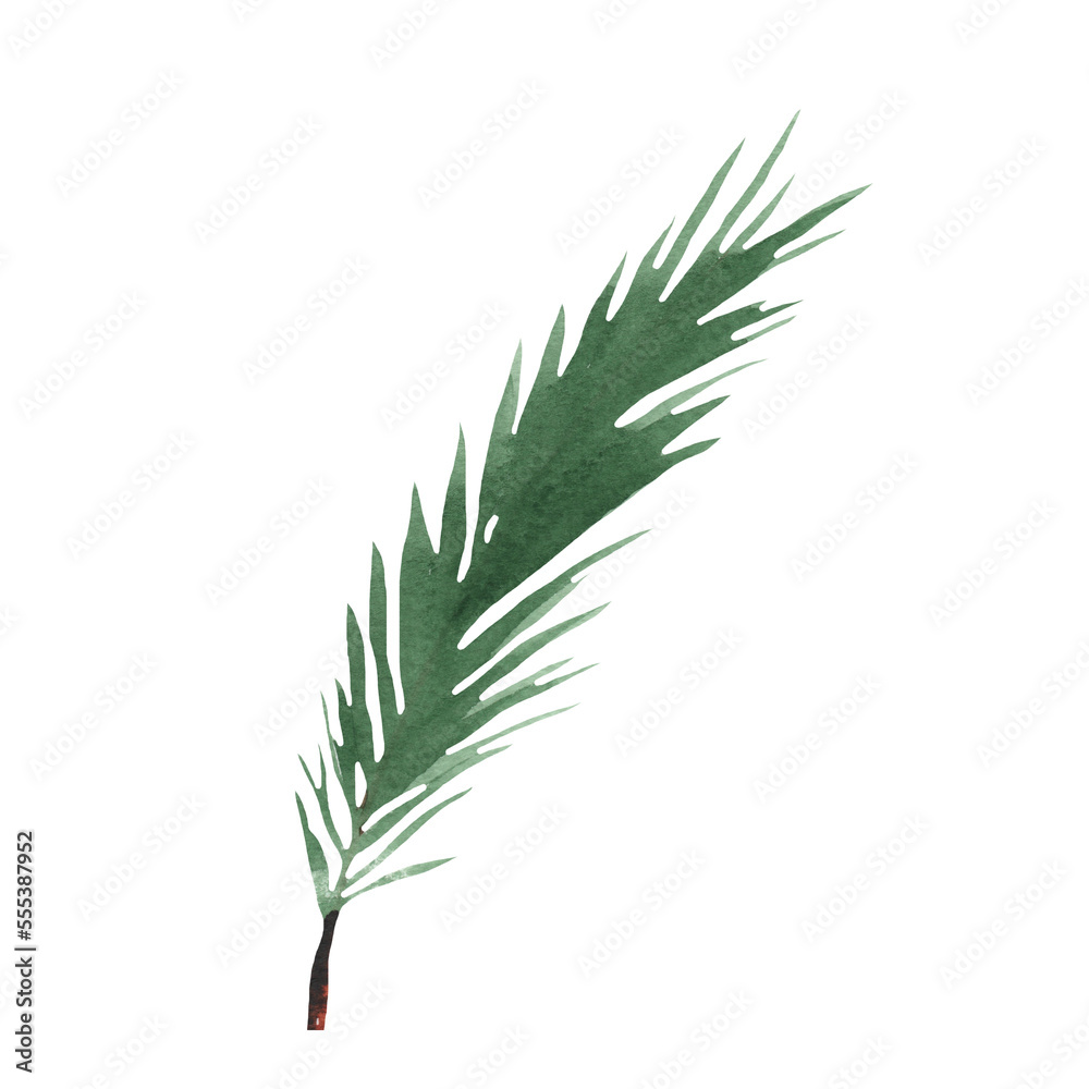 Watercolor spruce branches. Realistic branches of green pine. branch with needles