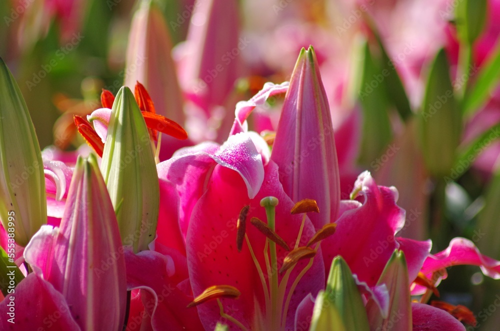 Fototapeta premium pink and white tulips