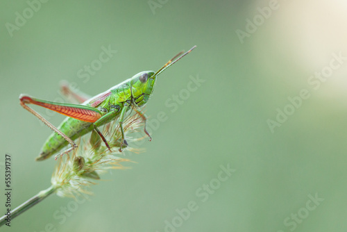 grashopper with pink legs © LIMARIO