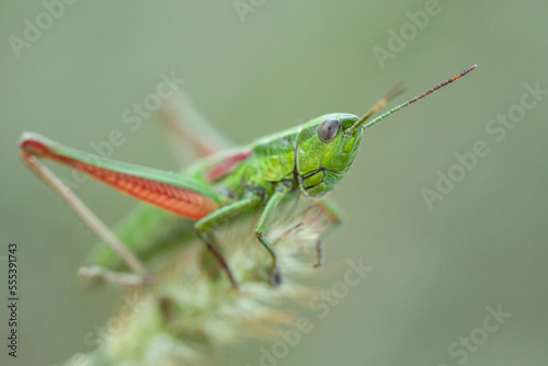 grasshopper on a leaf © LIMARIO