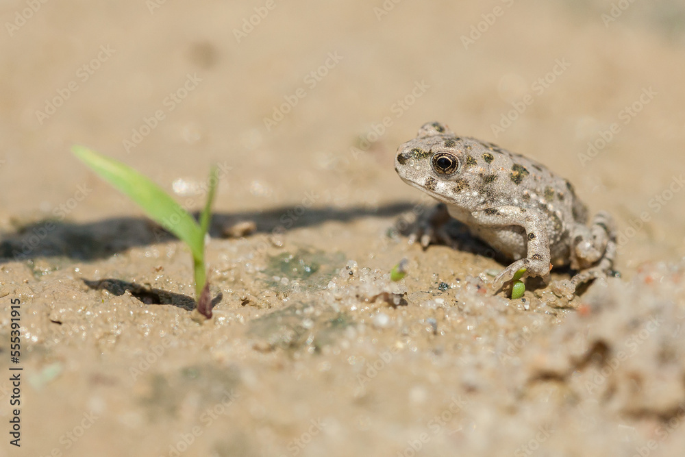 The European green toad (Bufotes viridis) - young specimen The European green toad (Bufotes viridis) - young specimen