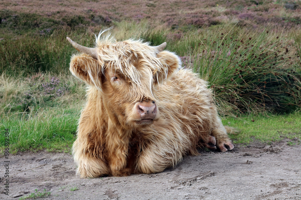 Fototapeta premium Highland cow lying down, Derbyshire England 