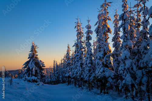 Winter scenery panorama on the “Kahler Asten“ near Winterberg Sauerland Germany. Snow covered icy pine trees at sunset. Colorful Christmas atmosphere on a frosty December evening with blue sky. photo