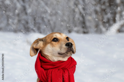 Fototapeta Naklejka Na Ścianę i Meble -  Portrait of a dog in a scarf in winter.Cute little puppy in a red scarf looks with interest at the snow.Winter theme with a dog.
