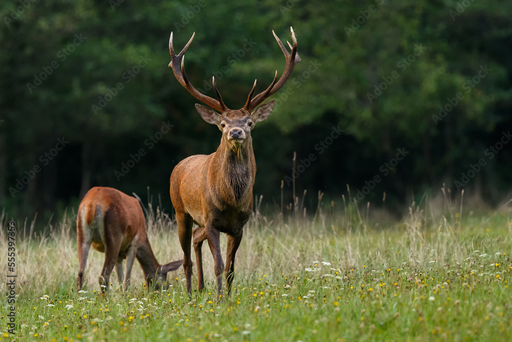 Red deer pair on the mountain meadow during the rut. Red deer stag looking, while doe is grazing on the dry autumn grass. Autumn, fall. Cervus elaphus, wildlife, Slovakia Red deer pair on the mountain meadow during the rut. Red deer stag looking, while doe is grazing on the dry autumn grass. Autumn, fall. Cervus elaphus, wildlife, Slovakia