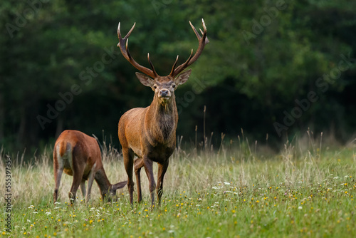 Red deer pair on the mountain meadow during the rut. Red deer stag looking, while doe is grazing on the dry autumn grass. Autumn, fall. Cervus elaphus, wildlife, Slovakia