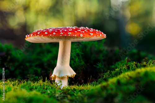 Slika na platnu A small red lucky charm in soft damp moss on the edge of the forest