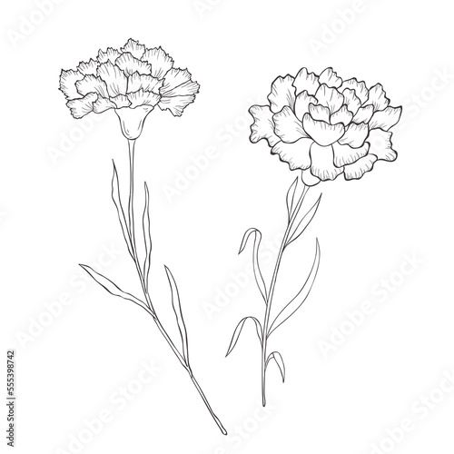 Line Art Carnation. Birth Month Flower. Vector Logo.